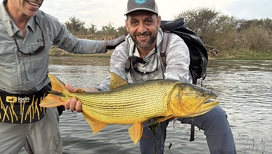 Dorados en Córdoba