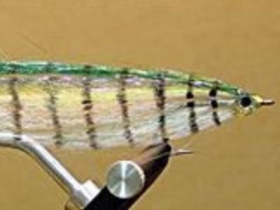 Hot Flash Barred Minnow