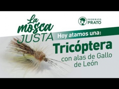 Tricóptera con alas de gallo de león