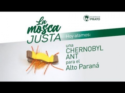 Chernobyl Ant - Alto Paraná