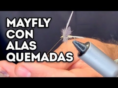 Mayflay con Alas Quemadas