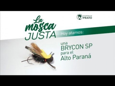 Brycon SP